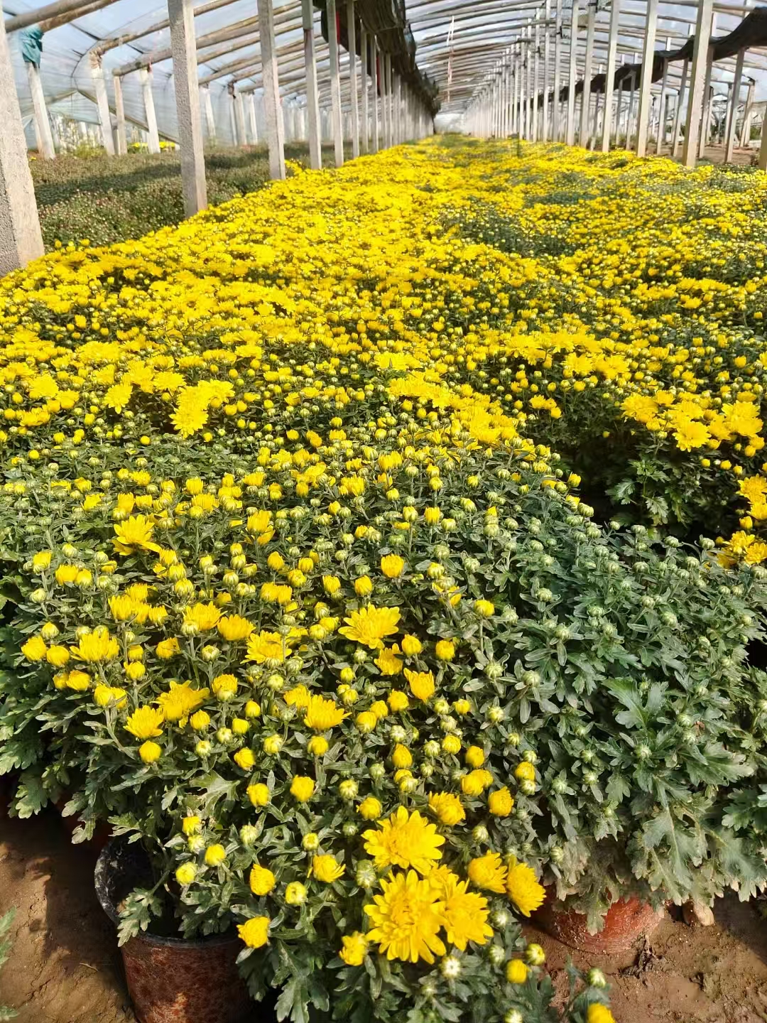 即将出圃的国庆菊营养钵苗