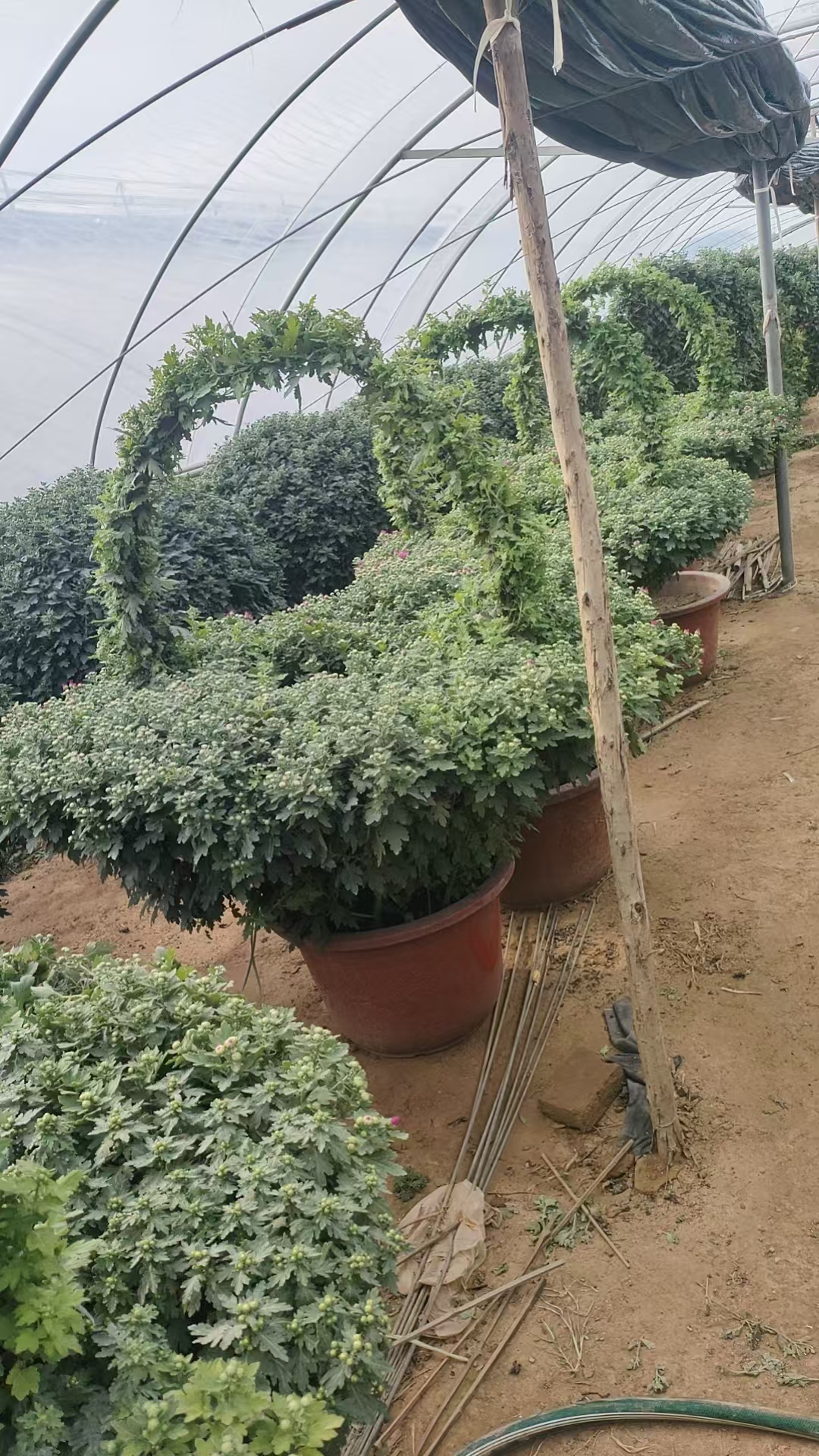 艺菊展览现场