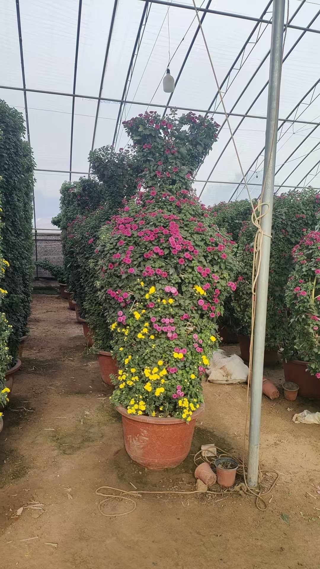 大菊花景观设计