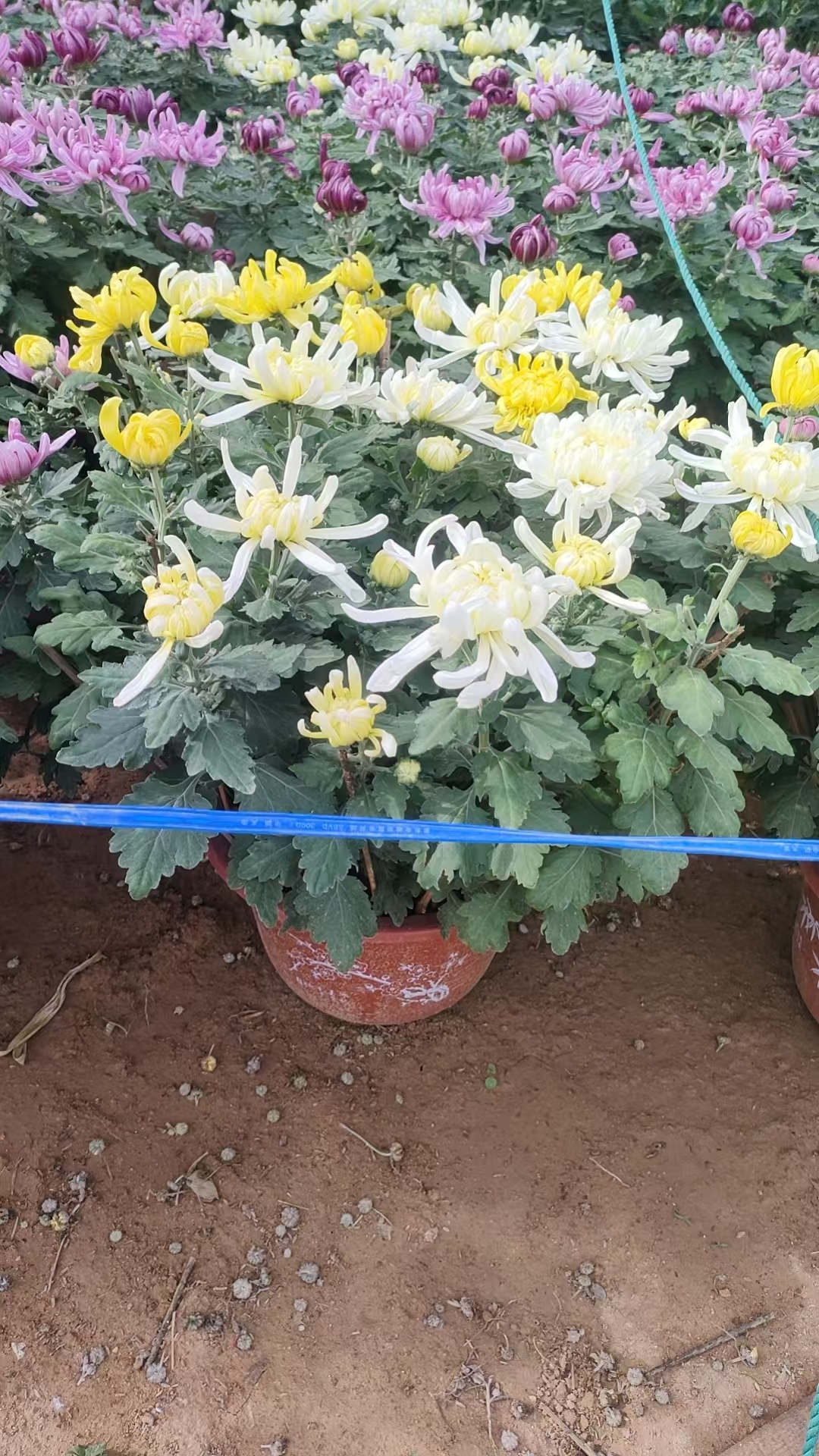 菊花造型工程中心